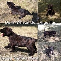CHIOT