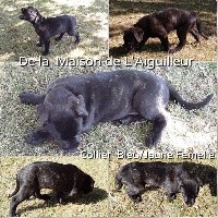 CHIOT