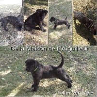 RUBEN DE LA MAISON DE L AIGUILLEUR