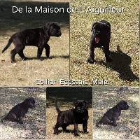 CHIOT